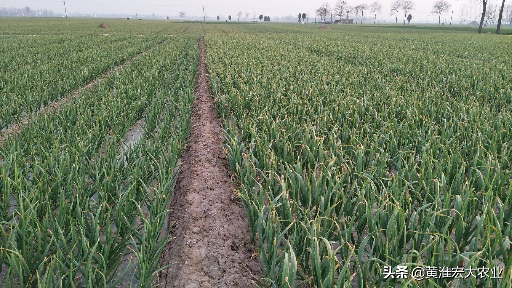 大蒜市场炒作风险_炒股票配资亏钱_大蒜价格波动